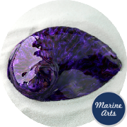 8575-P16 - Polished Abalone - Royal Purple 100-125mm